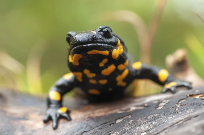 Stampa con cornice : Salamandre di fuoco, salamandre di fuoco.