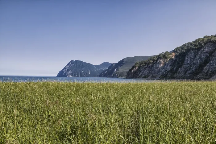 Stampa con cornice : Flora della Kamčatka. Foreste e campi. Stampa con cornice : Flora della Kamčatka. Foreste e campi.