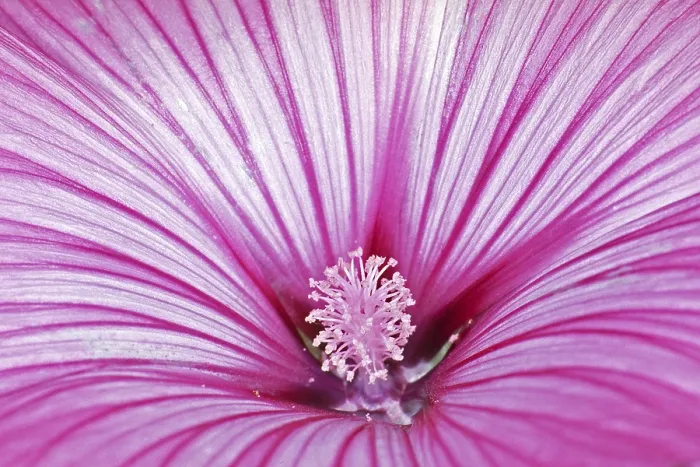 Stampa con cornice : Dettaglio di fiore