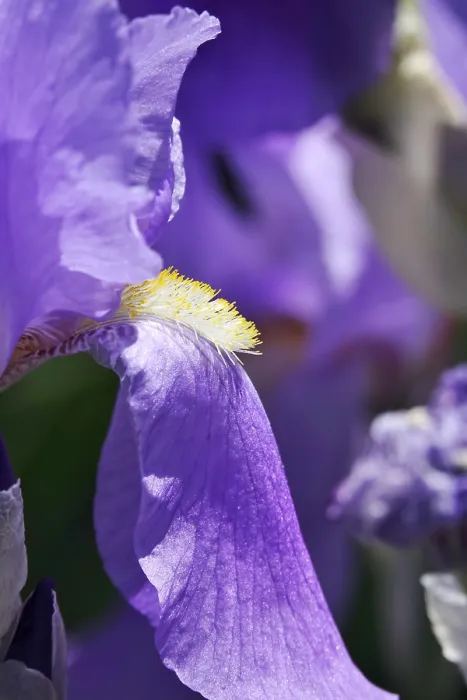 Stampa con cornice : Fiore di un iris barbato (Iris barbata). Stampa con cornice : Fiore di un iris barbato (Iris barbata).