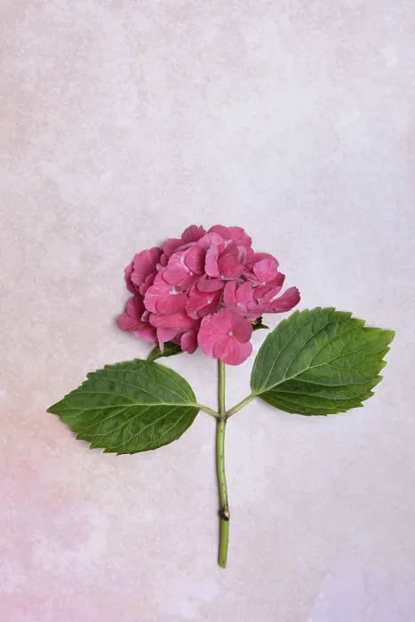 Stampa con cornice : Fiore di Hydrangea macrophylla. Stampa con cornice : Fiore di Hydrangea macrophylla.