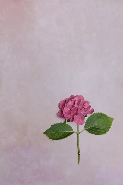 Stampa con cornice : Fiore di un Hydrangea macrophylla. Stampa con cornice : Fiore di un Hydrangea macrophylla.
