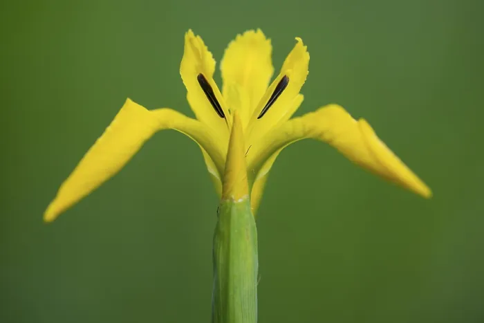 Stampa con cornice : Fiore della palude iris (Iris pseudacorus) Stampa con cornice : Fiore della palude iris (Iris pseudacorus)