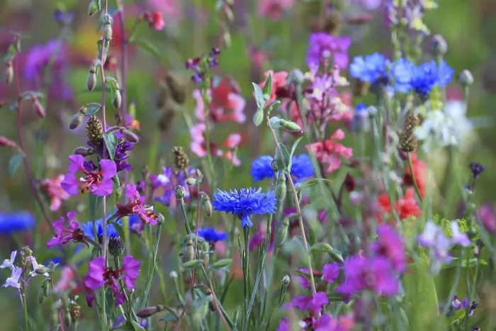 Stampa con cornice : Prato di fiori