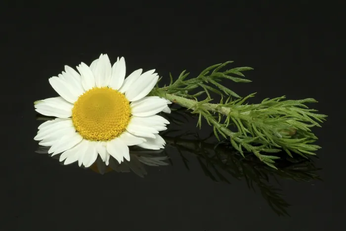 Stampa con cornice : Fior di pellitorio (Anacyclus pyrethrum) Stampa con cornice : Fior di pellitorio (Anacyclus pyrethrum)