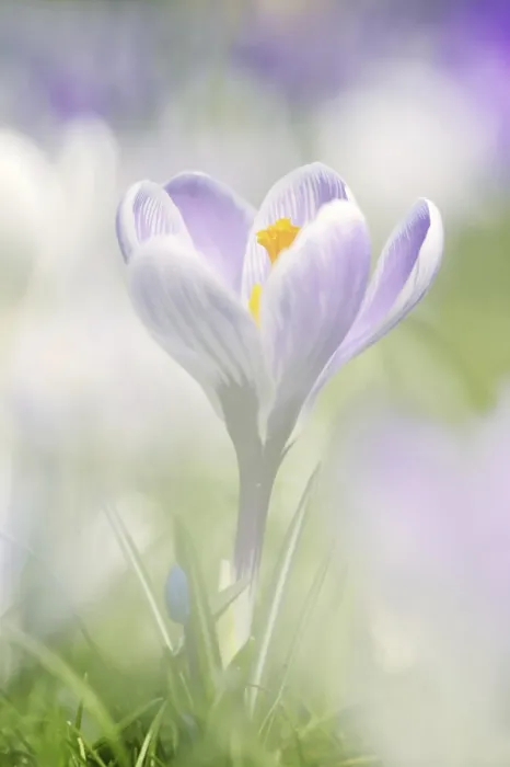 Stampa con cornice : Crocus (Crocus spec.) in fiore nella primavera. Stampa con cornice : Crocus (Crocus spec.) in fiore nella primavera.