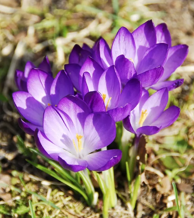 Stampa con cornice : Crocus fiorito in primavera.