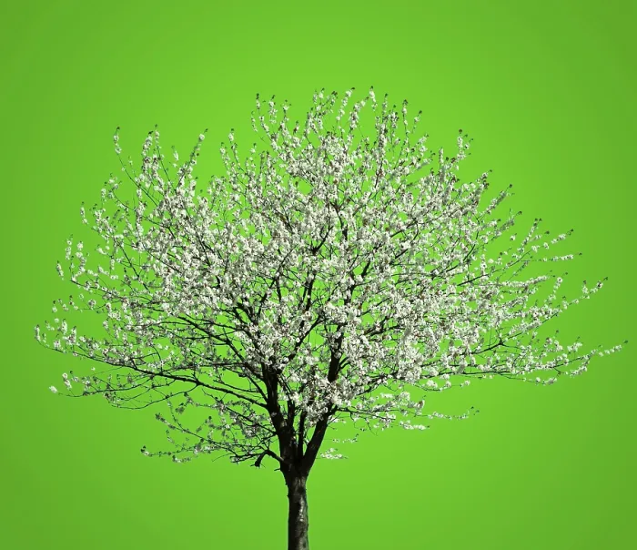 Stampa con cornice : Albero in Fiore