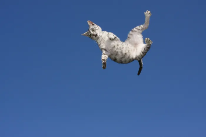 Stampa con cornice : Gatto in volo Stampa con cornice : Gatto in volo