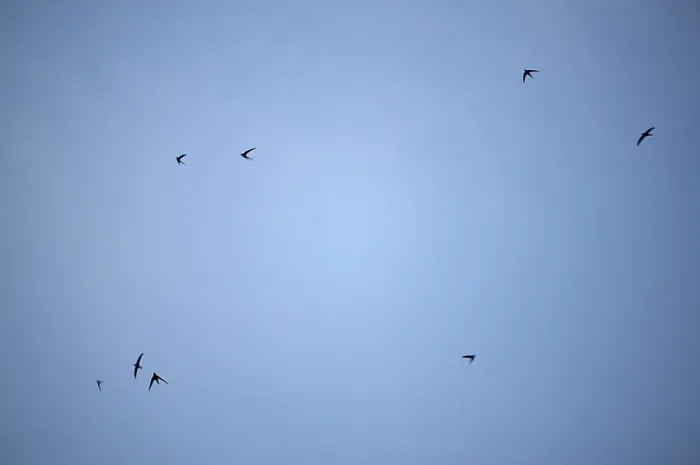 Stampa con cornice : Voliare nel cielo. Stampa con cornice : Voliare nel cielo.