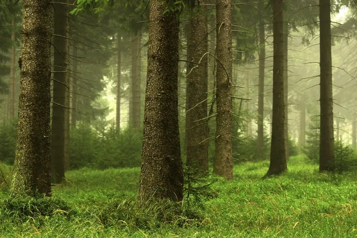 Stampa con cornice : Forest Stampa con cornice : Forest