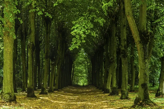 Stampa con cornice : Forest