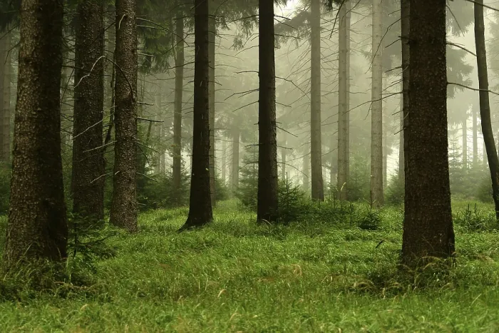 Stampa con cornice : Forest