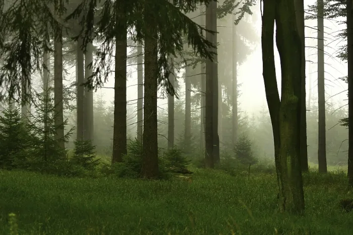 Stampa con cornice : Forest Stampa con cornice : Forest