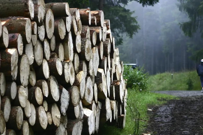Stampa con cornice : Forest Stampa con cornice : Forest