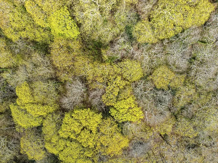 Stampa con cornice : Dal Sopra su Foresta da un drone. Stampa con cornice : Dal Sopra su Foresta da un drone.