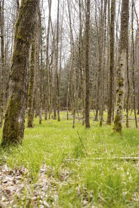 Stampa con cornice : Foresta con erba sulla via di Pasqua.