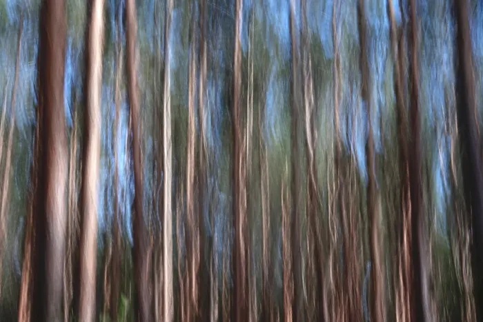 Stampa con cornice : Foresta, impressione, alienazione. Stampa con cornice : Foresta, impressione, alienazione.
