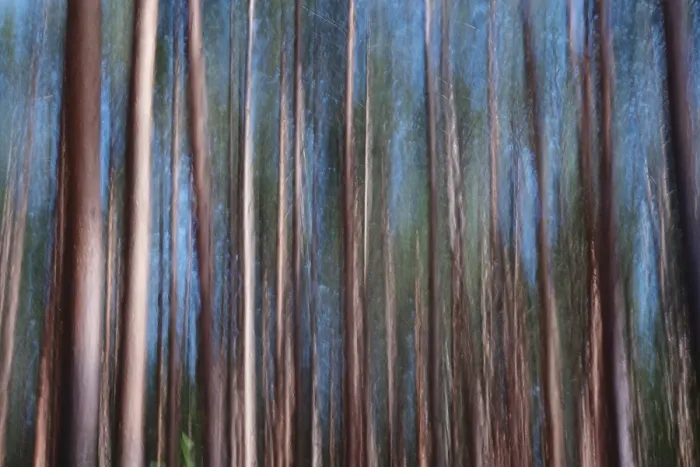 Stampa con cornice : Foresta, impressione, alienazione. Stampa con cornice : Foresta, impressione, alienazione.