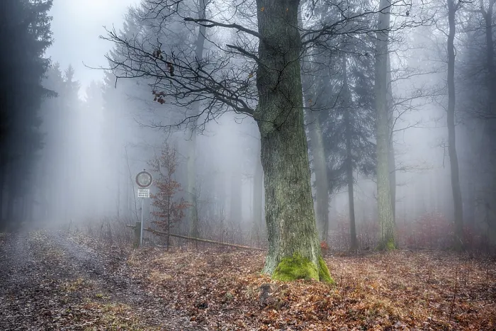 Stampa con cornice : Foresta nella nebbia. Stampa con cornice : Foresta nella nebbia.