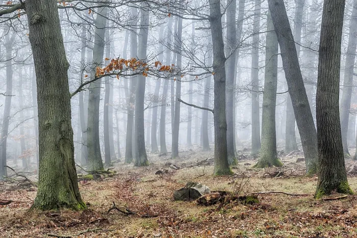 Stampa con cornice : Foresta nella nebbia. Stampa con cornice : Foresta nella nebbia.