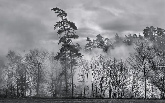 Stampa con cornice : Foresta nella nebbia. Stampa con cornice : Foresta nella nebbia.