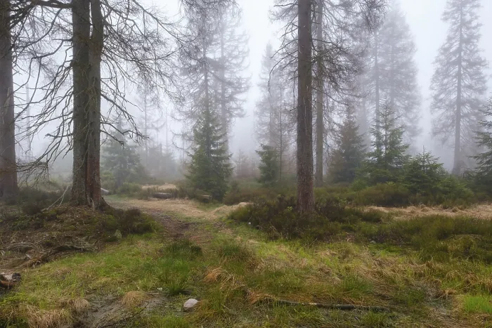Stampa con cornice : Foresta presso l'Oderteich nel Nebel.