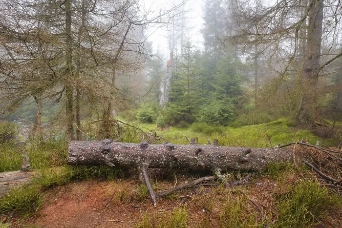 Stampa con cornice : Foresta presso l'Oderteich nel Nebel.