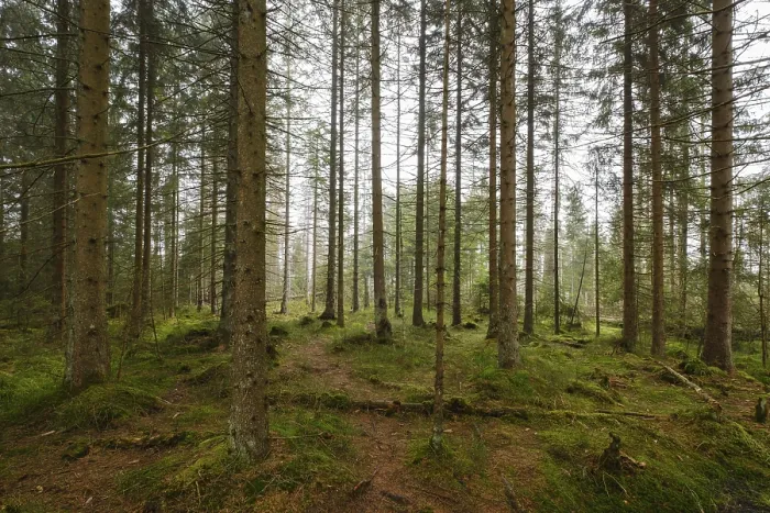 Stampa con cornice : Foresta presso l'Oderteich, Nebel. Stampa con cornice : Foresta presso l'Oderteich, Nebel.