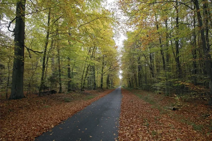 Stampa con cornice : Sentiero di bosco