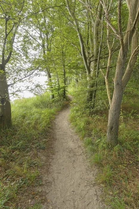Stampa con cornice : Sentiero forestale, Langenberg, Bansin.