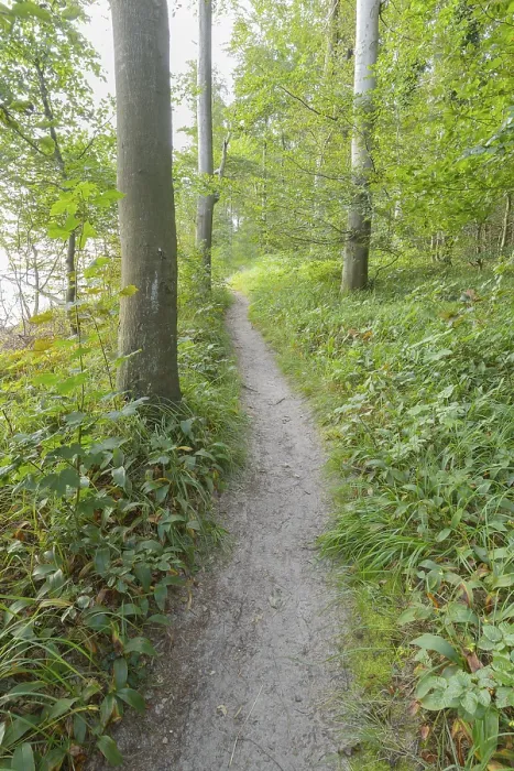 Stampa con cornice : Sentiero forestale, Langenberg, Bansin