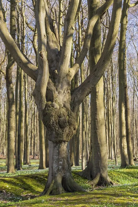 Stampa con cornice : Un bosco in primavera. Stampa con cornice : Un bosco in primavera.