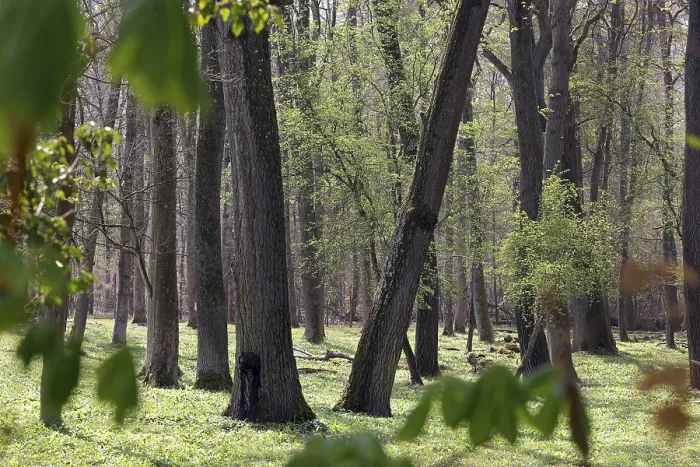 Stampa con cornice : Foresta in primavera. Stampa con cornice : Foresta in primavera.