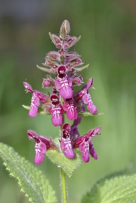 Stampa con cornice : Sambuco forestale (Stachys sylvatica) Stampa con cornice : Sambuco forestale (Stachys sylvatica)