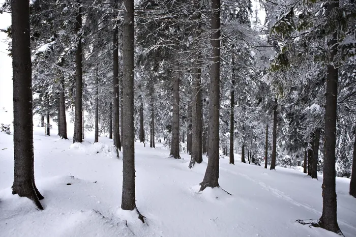 Stampa con cornice : Foresta d'inverno