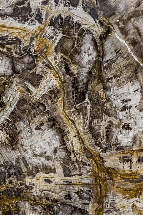 Stampa con cornice : Fossile di sequoia (Sequoioideae). Stampa con cornice : Fossile di sequoia (Sequoioideae).