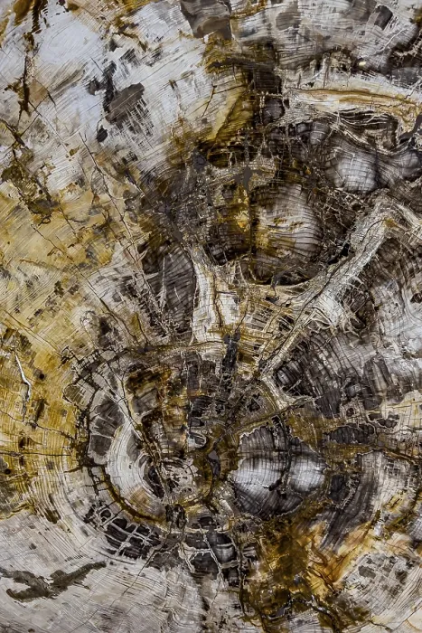 Stampa con cornice : Fossile di sequoia (Sequoioideae)