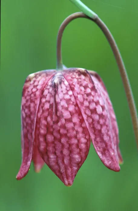 Stampa con cornice : Fritillary