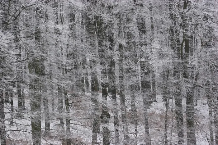Stampa con cornice : Foresta coperta di ghiaccio.