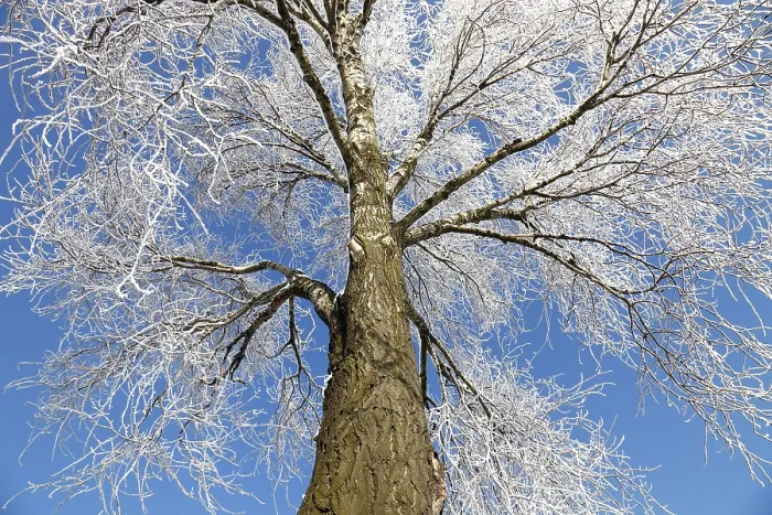Stampa con cornice : Albero congelato Stampa con cornice : Albero congelato
