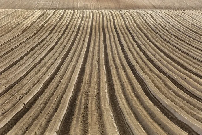 Stampa con cornice : Furrows