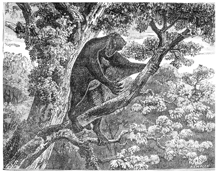 Stampa con cornice : Il Galeopithecus, lemure dell'epoca Eocene. Stampa con cornice : Il Galeopithecus, lemure dell'epoca Eocene.