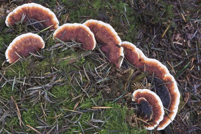 Stampa con cornice : Ganoderma pfeifferi (Ganoderma pfeifferi)