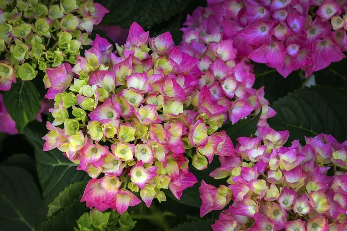 Stampa con cornice : Hydrangea da giardino (Hydrangea macrophylla)