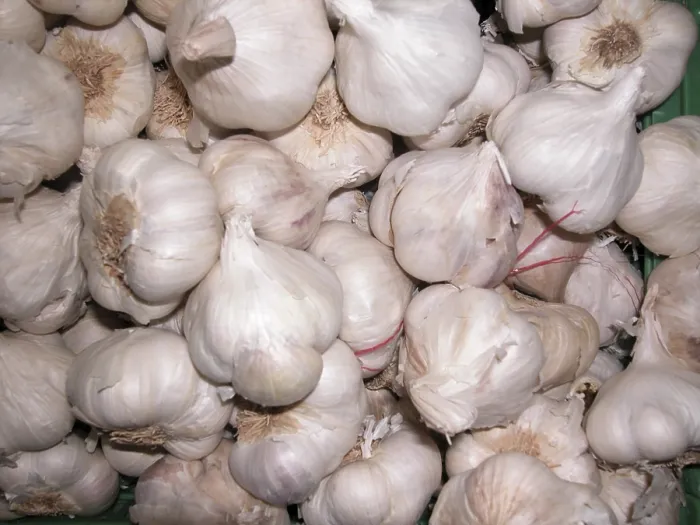 Stampa con cornice : Garlic Stampa con cornice : Garlic