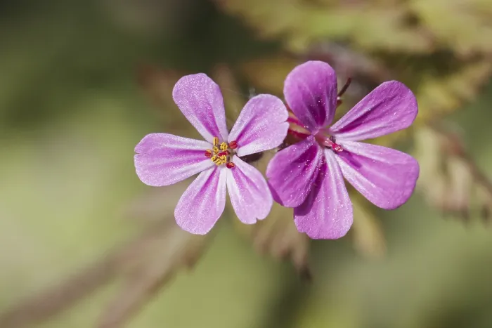 Stampa con cornice : Geranium robertianum, Ruprechtskraut Stampa con cornice : Geranium robertianum, Ruprechtskraut