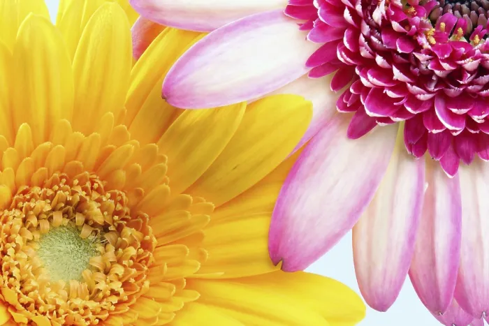Stampa con cornice : Due gerbera. Stampa con cornice : Due gerbera.
