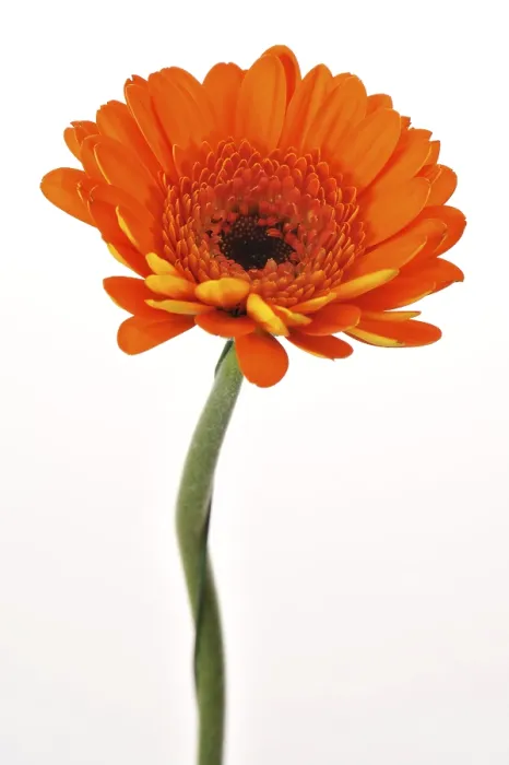 Stampa con cornice : Gerbera mini Stampa con cornice : Gerbera mini