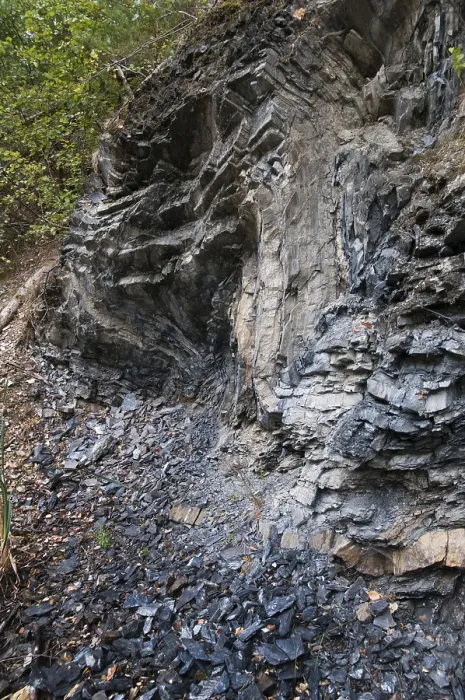 Stampa con cornice : Germania, graptoliti, Turingia.